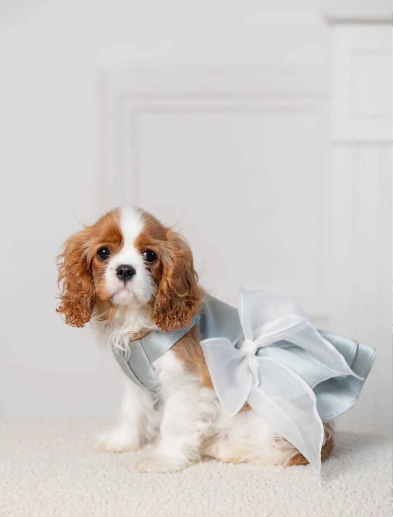 Aurora chic Dress